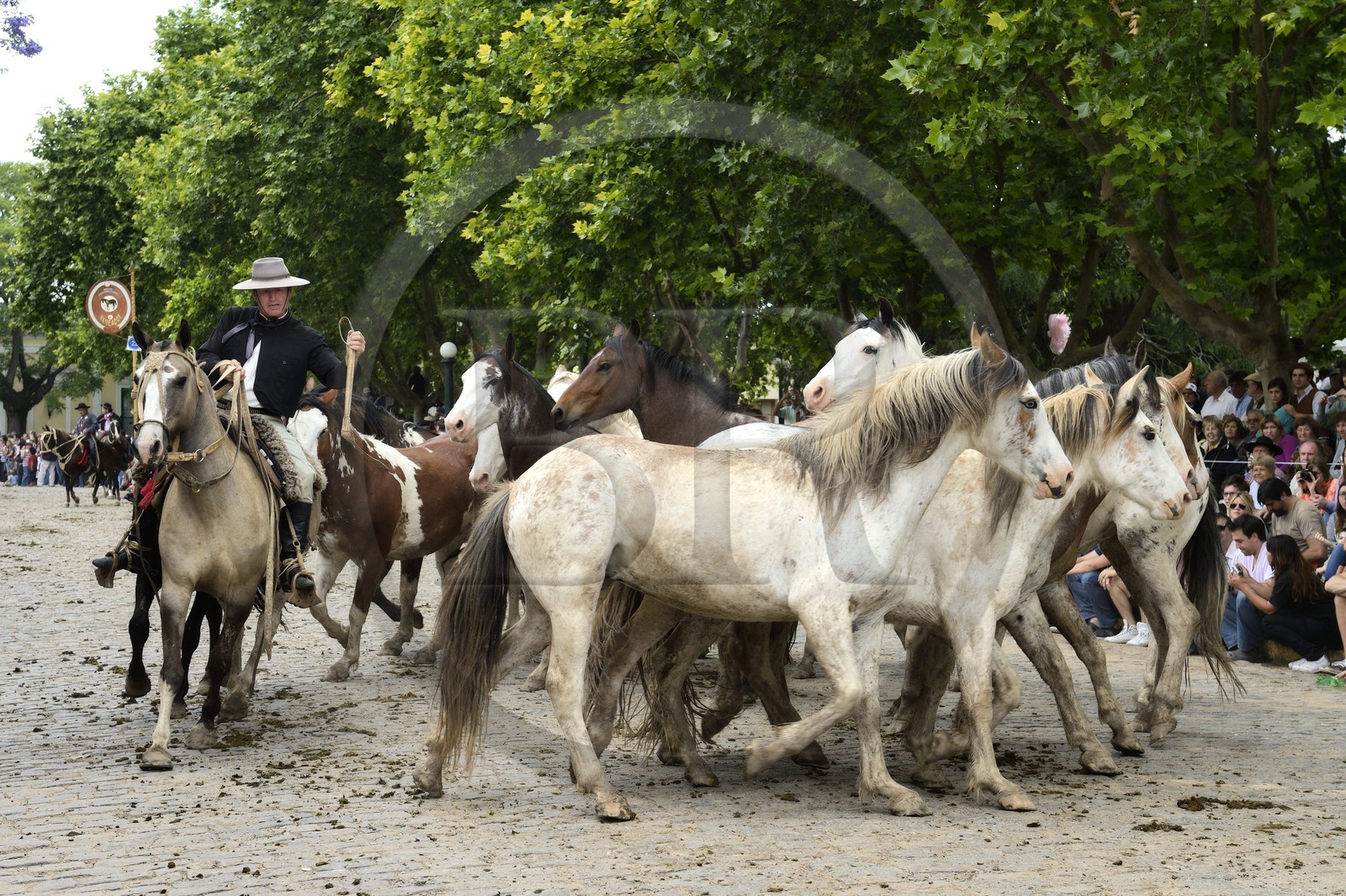 Argentina, Buenos Aires Province, San Antonio de Areco, Tradition Day festival (Dia de Tradicion), gaucho with his herd of horses