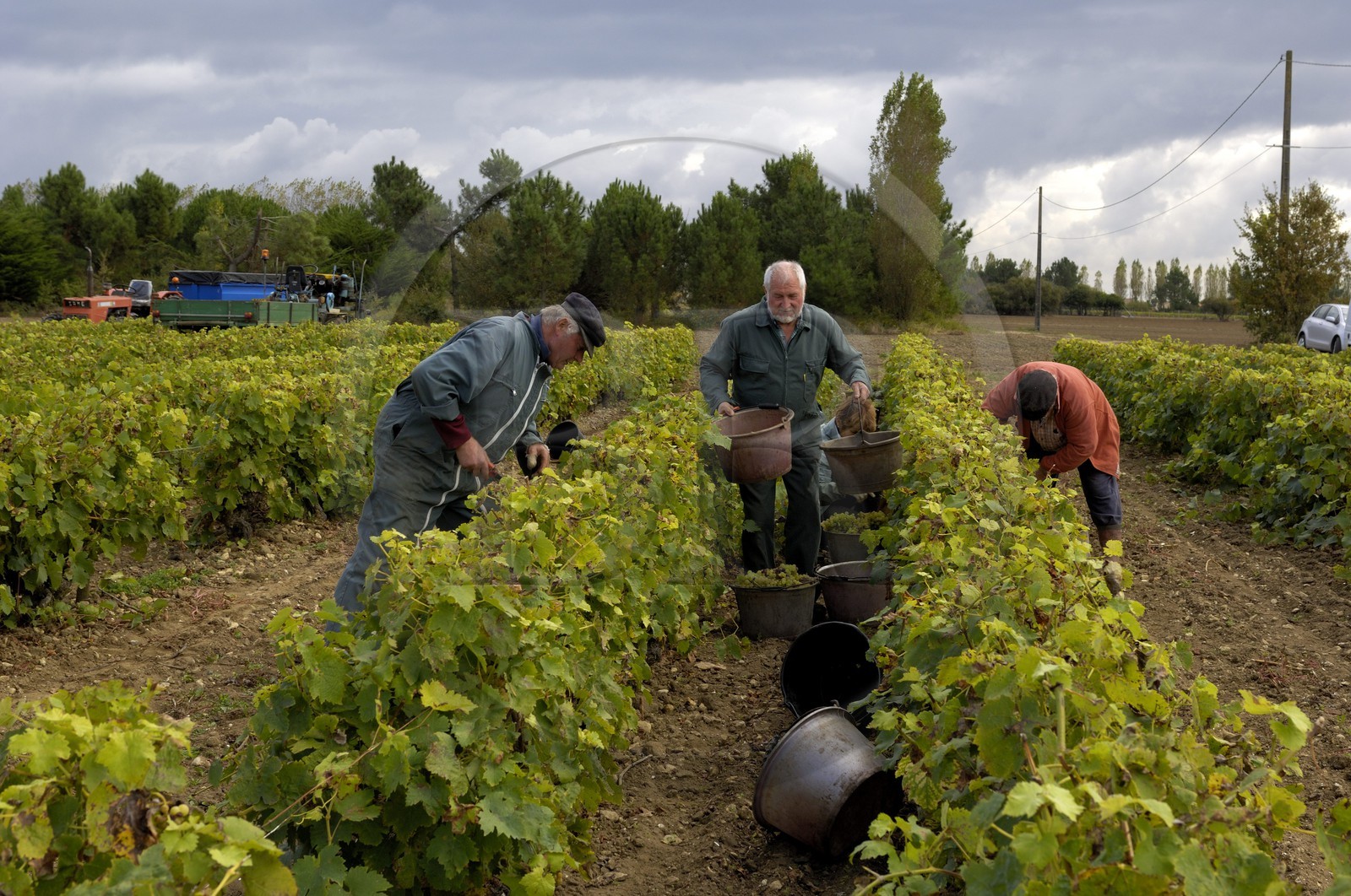 France, Charente-Maritime (17), Ile d'Oléron, Le Château d'Oléron, vendanges à la main dans les vignes de Michel Patoizeau