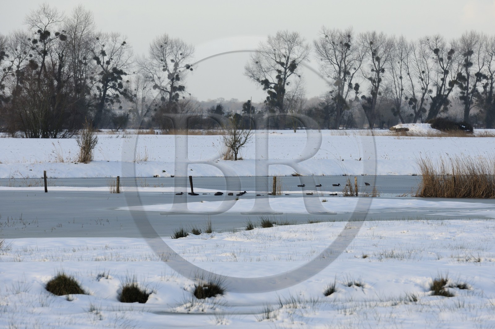France, Manche (50), Cotentin, marais du Grand Vey en hiver sous la neige