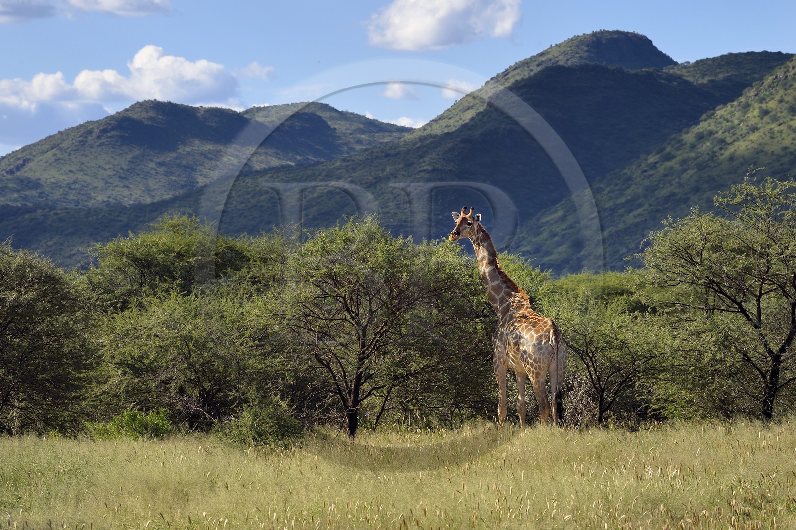 Namibie, région de Khomas, nord de Windhoek, Okapuka Ranch, girafe (Giraffa camelopardalis)