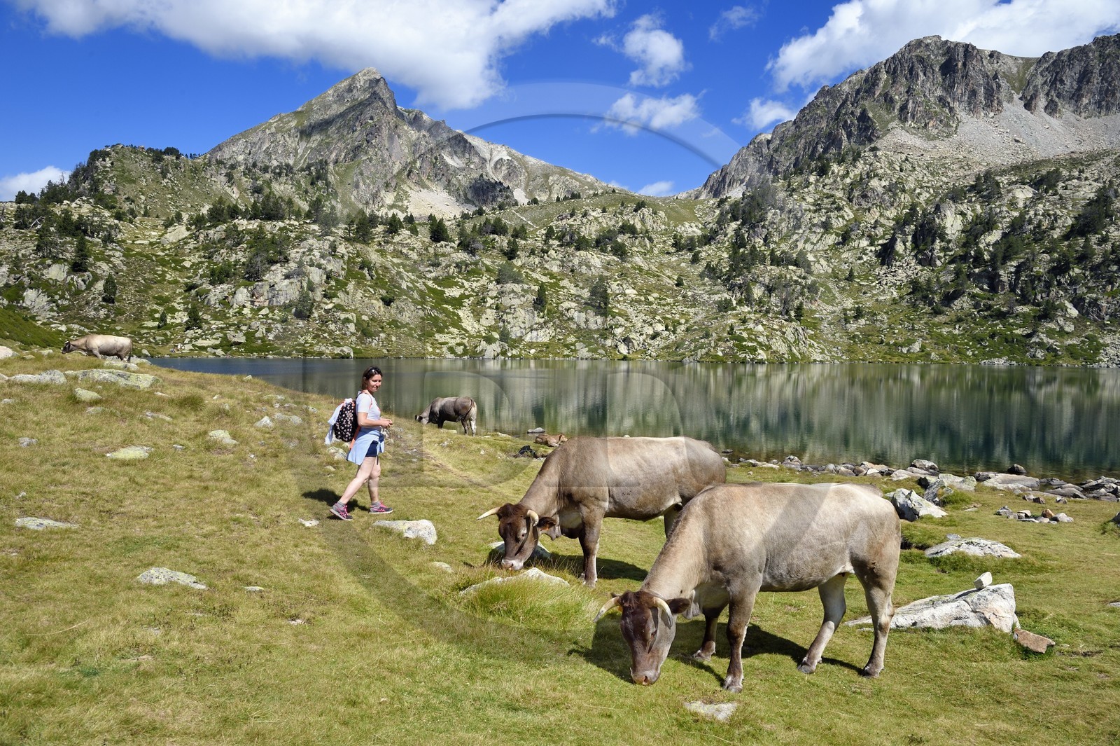 France, Hautes Pyrenees, Saint Lary Soulan and Vielle-Aure, hike on a variant of the GR10 between the Portet pass and the Bastan lakes on the edge of the Neouvielle nature reserve, herd of cows in the summer mountain pasture at the upper Bastan lake and the Pic de Bastan in the background