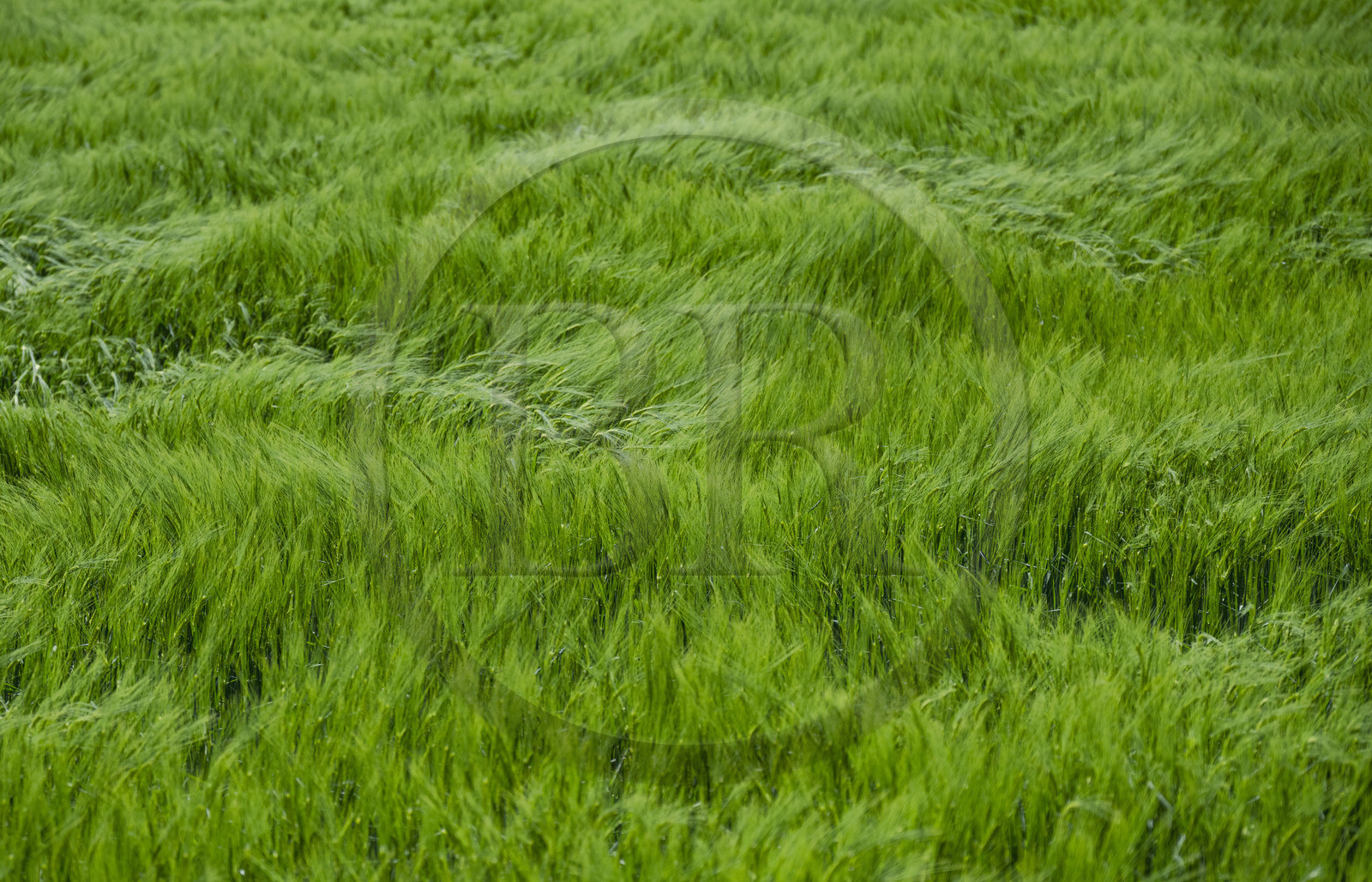 France, Haute-Loire (43), Landos, wheat field still green tormented by gusts of wind