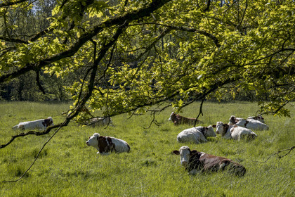 France, Vendee, Mortagne sur Sèvre, cows in the meadow