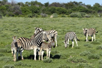Namibie, région de Oshikoto, Parc National d'Etosha, zèbres de Burchell (Equus burchellii)