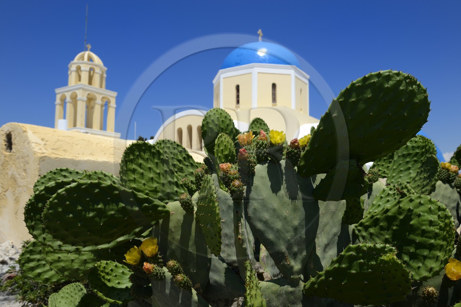 Greece, Cyclades, Aegean Sea, Santorini (Thira or Thera), village of Oia, prickly pear