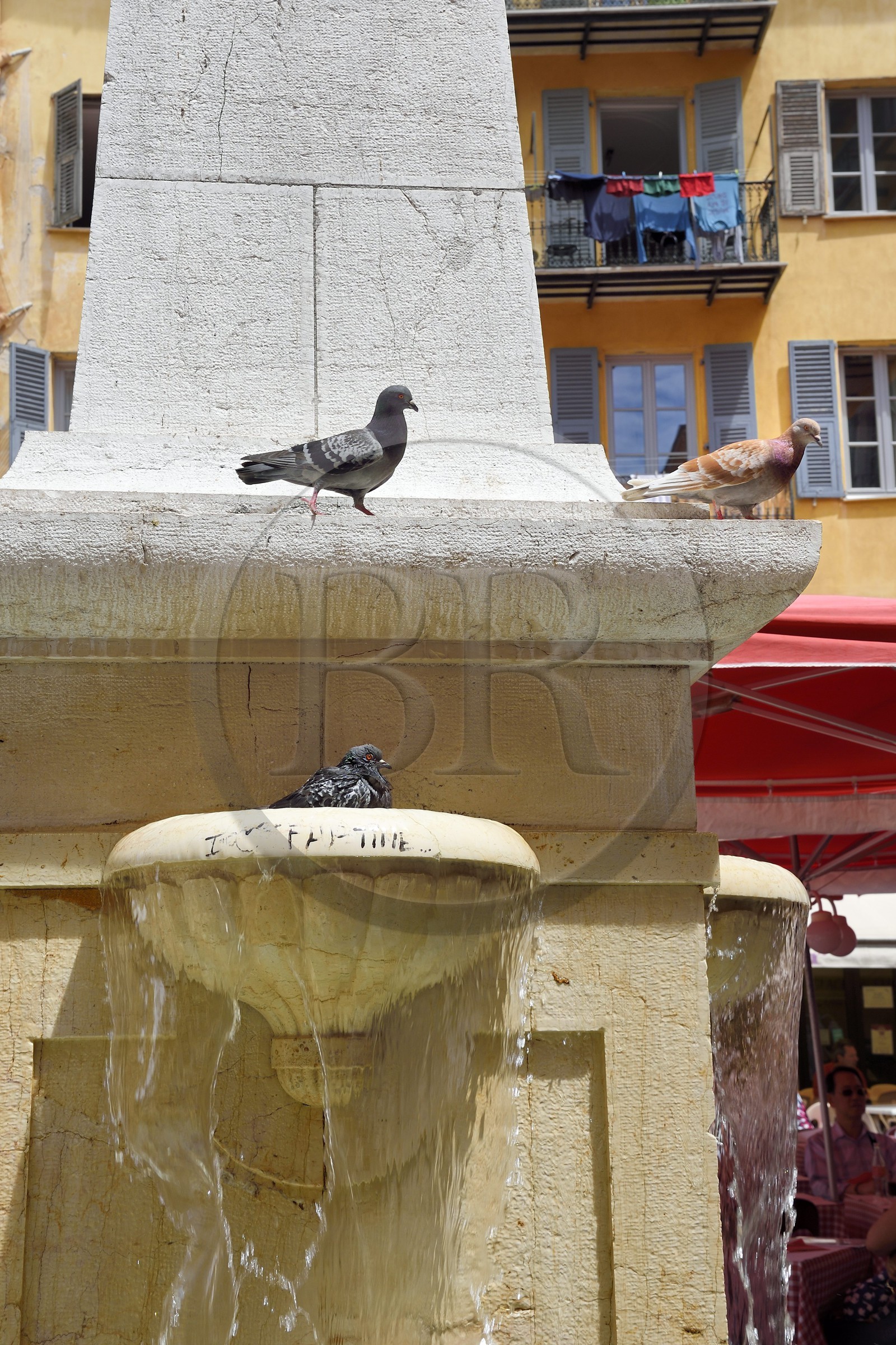 France, Alpes-Maritimes (06), Nice, vieille ville, pigeons se baignant dans la fontaine de la place Rossetti