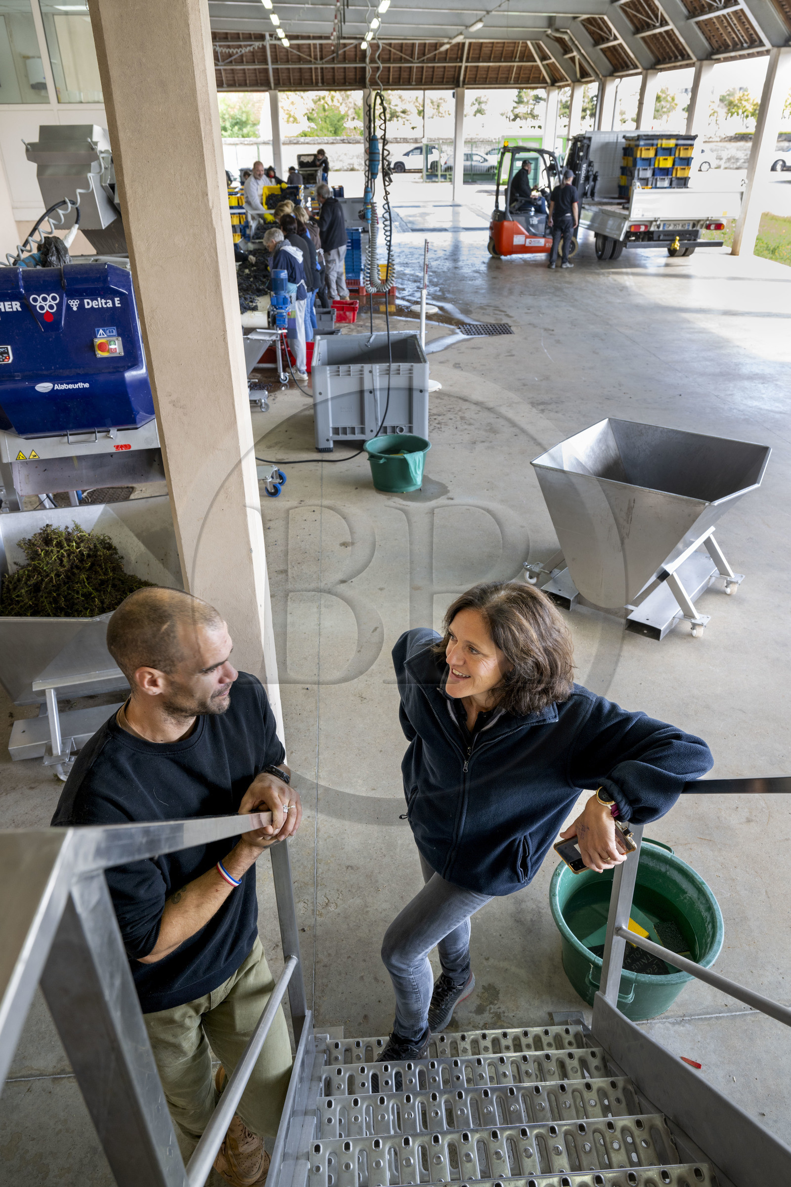 France, Côte-d'Or (21), les climats de Bourgogne classés Patrimoine Mondial de l'UNESCO, Beaune, Cuverie des Hospices de Beaune, la régisseur et vinificatrice des Hospices de Beaune Ludivine Griveau gère le ballet des arrivées de raisins et leur parcours jusque dans les cuves en ce jour de vendanges