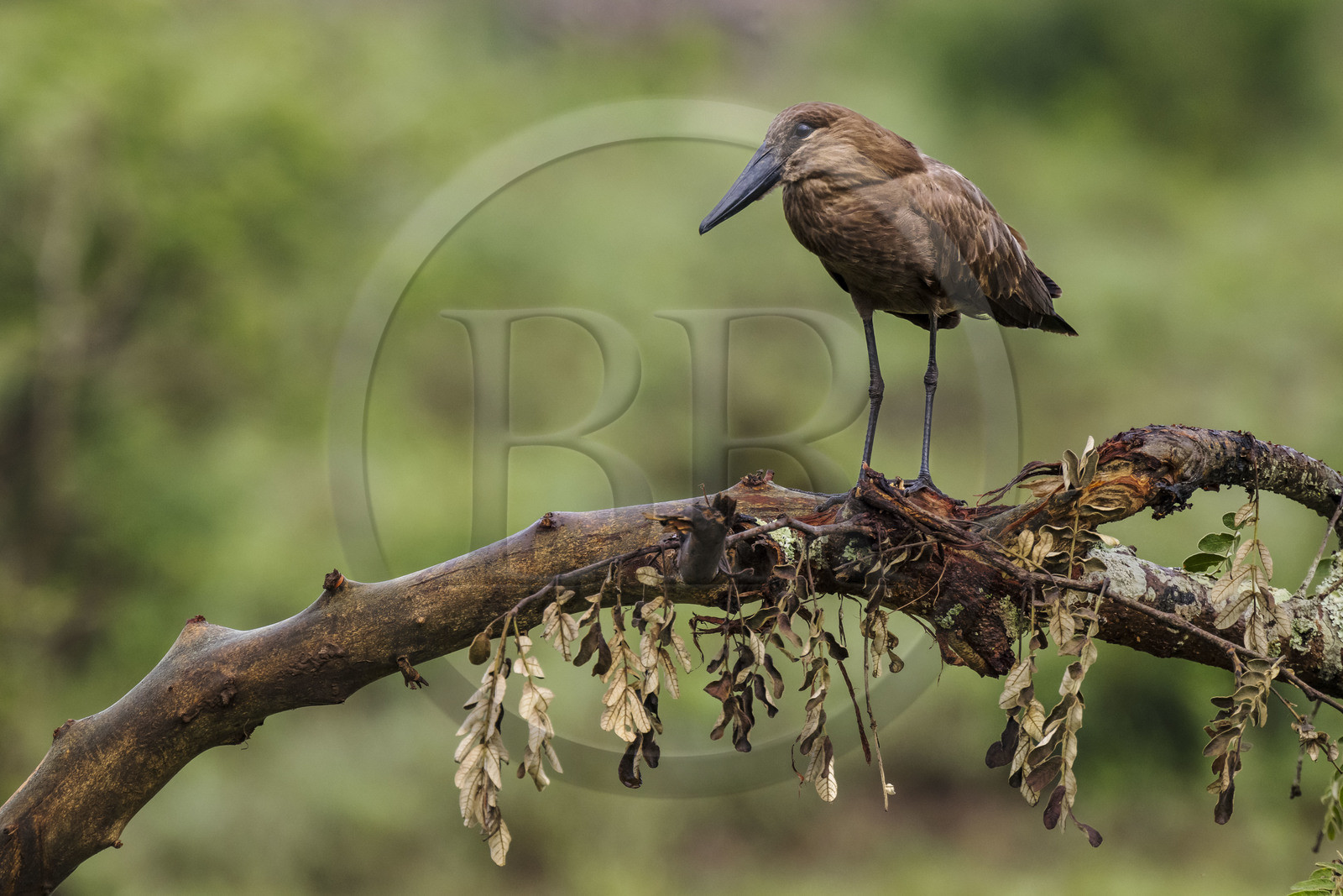 Rwanda, Akagera National Park, hamerkop (Scopus umbretta)