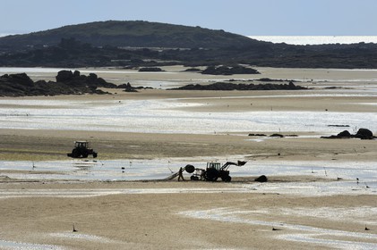 France, Manche (50), archipel des îles Chausey, culture de la Palourde