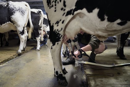 France, Haut Rhin, Kruth, ferme auberge marcaire du Schafert (farmhouse inn Schafert), the milking of Vosges cows