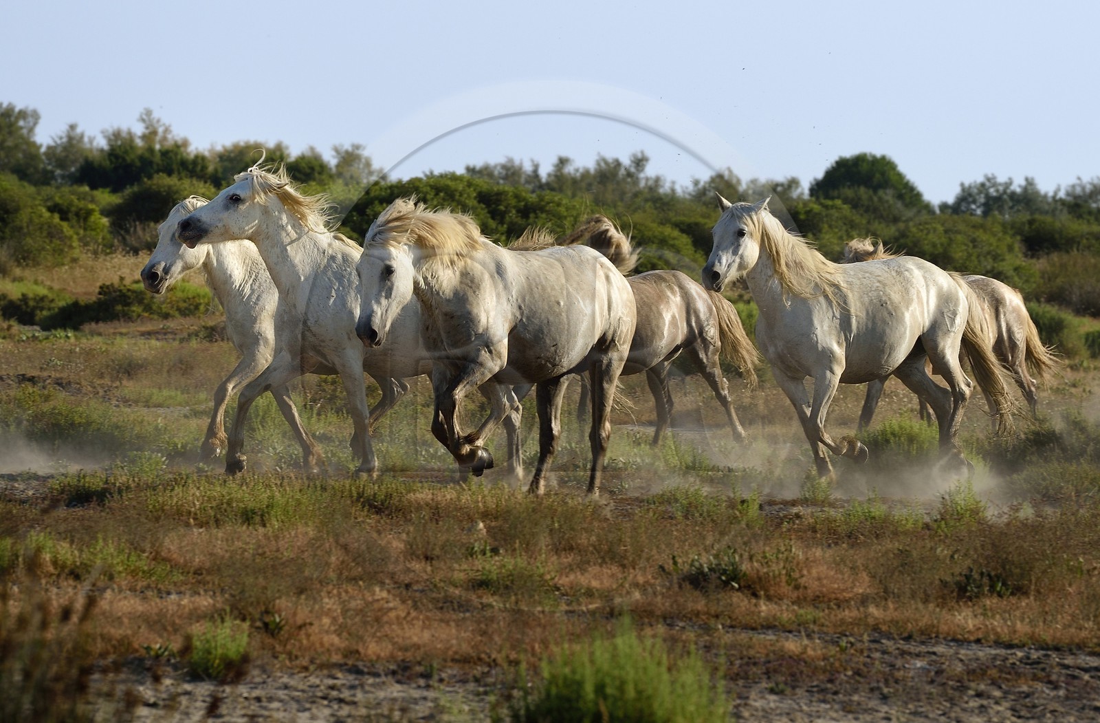 France, Bouches-du-Rhône (13), Parc naturel régional de Camargue, vers l'étang de Malagroy, manade Jacques Mailhan, chevaux de Camargue dans la sansouire