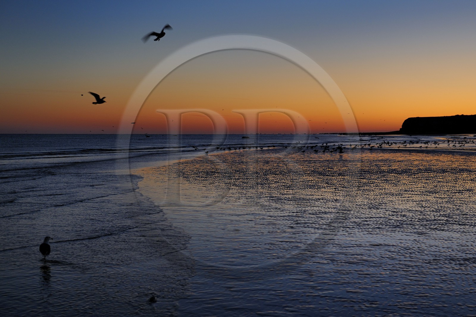 France, Seine-Maritime (76), Veules-les-Roses, goélands sur la plage et les falaises à l'aube