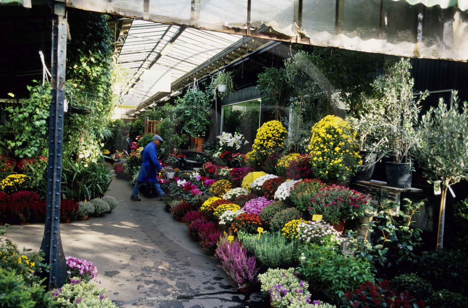France, Paris (75), île de la Cité, le marché aux fleurs