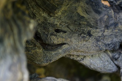 France, Haute Corse, Castagniccia, village of Carcheto, the famous chestnut tree that is the main character of the book The Shepherd of the dead, Mal'Concilio, from the writer Jean-Claude Rogliano