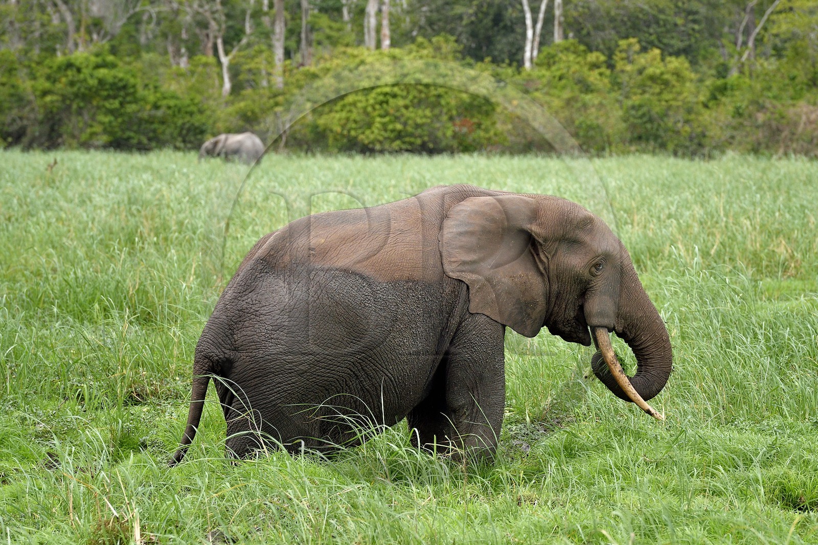 Gabon, province de Ogooué- Maritime, Parc National du Loango, site de Akaka dans la lagune du Fernan Vaz (Nkomi), éléphant de forêt d'Afrique (Loxodonta cyclotis)
