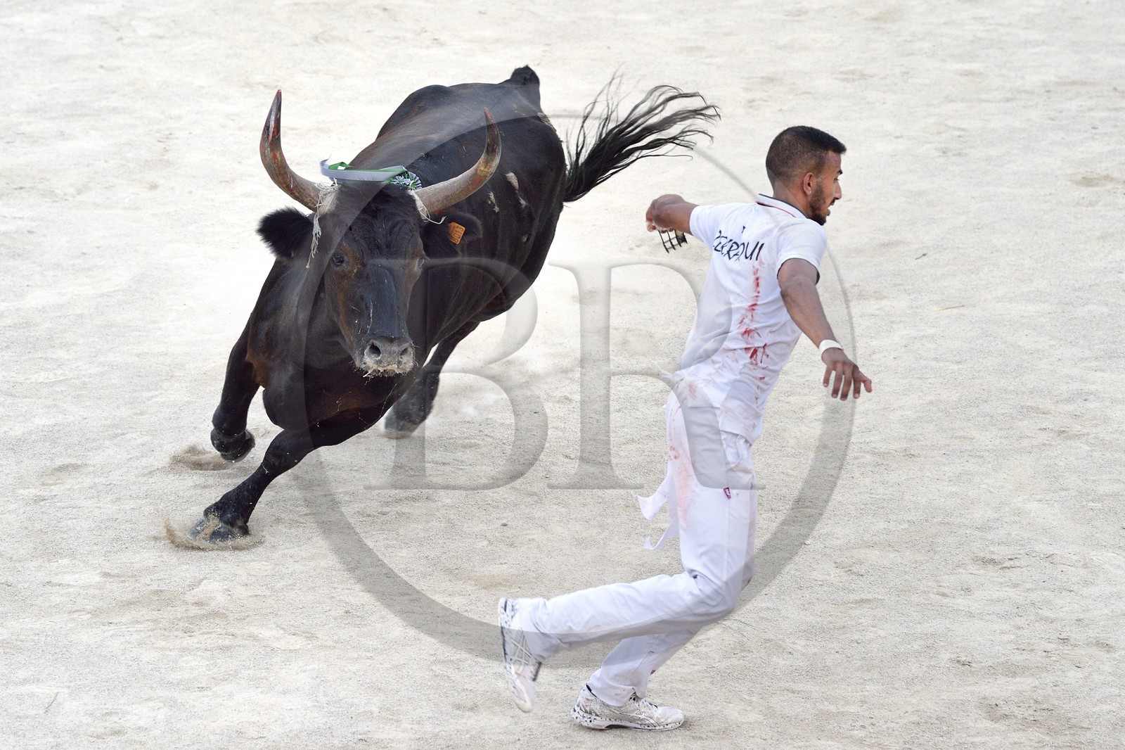 France, Bouches-du-Rhône (13), Arles, la course camarguaise  de la Cocarde d'Or aux Arènes, raseteur tentant d'attraper les attributs primés sur les cornes du taureau