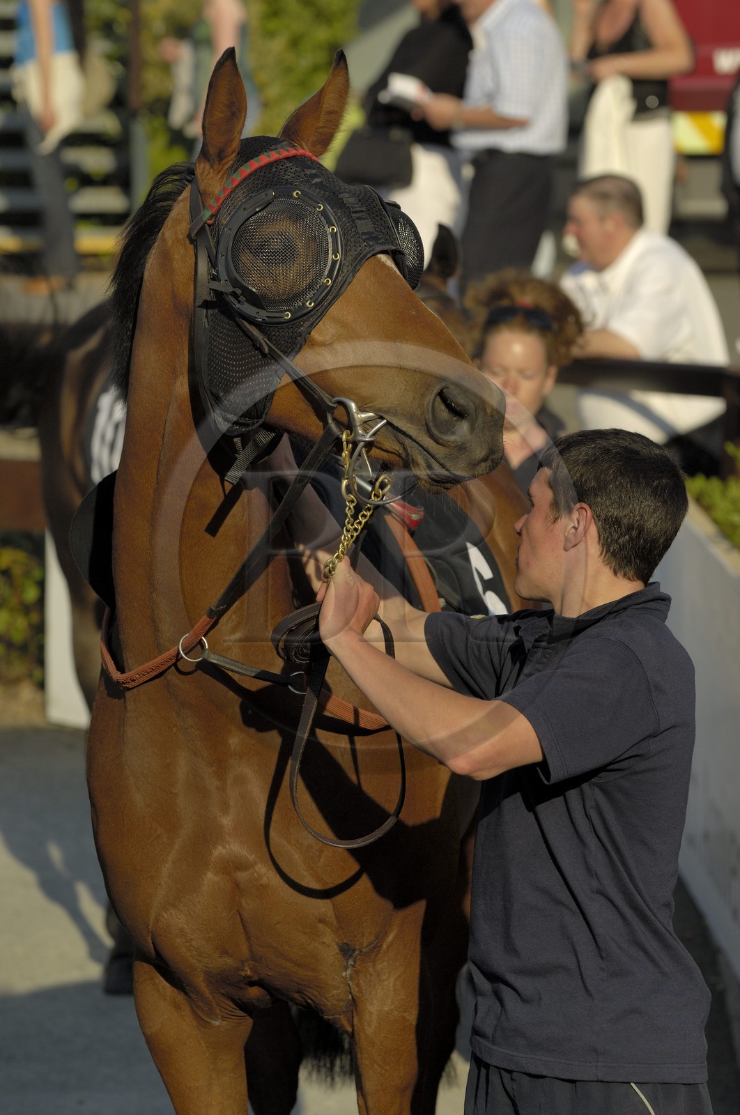 Irlande, Co. Meath, hippodrome de Fairyhouse, présentation des chevaux avant la course