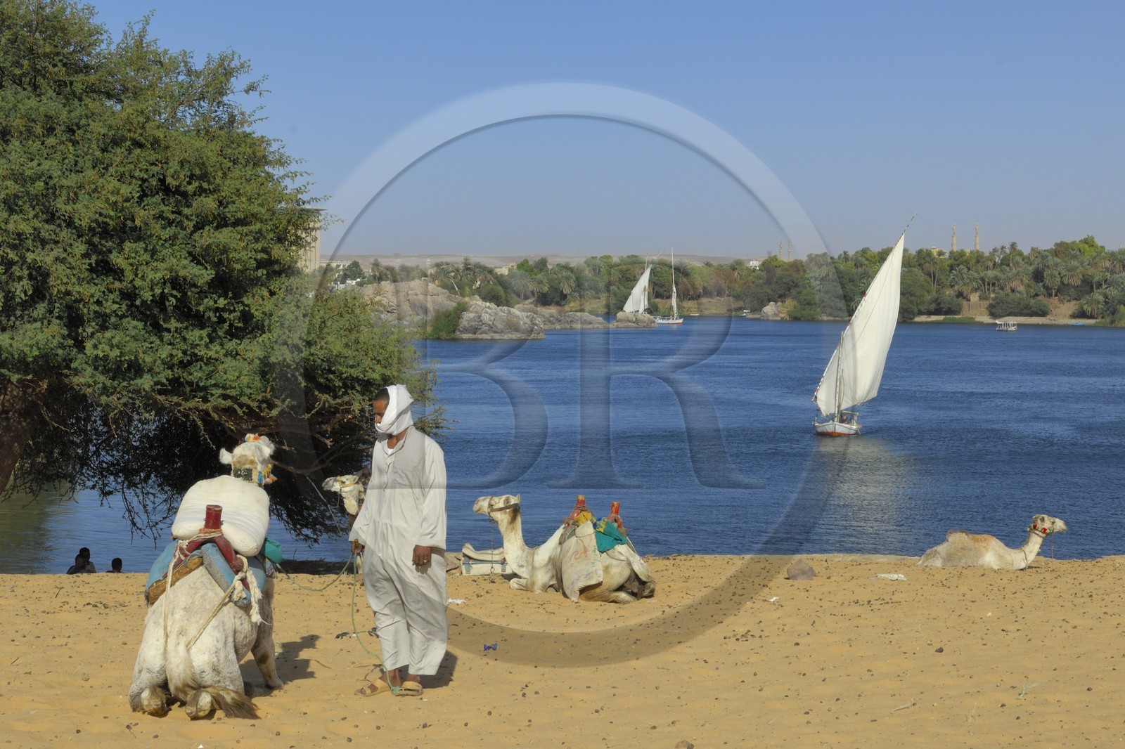 Egypte, Haute Egypte, Nubie, vallée du Nil, Assouan, dromadaires sur les dunes de sables de la rive gauche