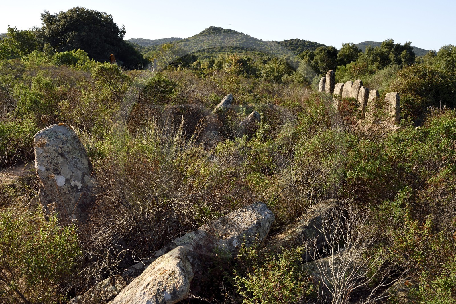 France, Corse du Sud, Sartene, alignement of menhirs of Palaggiu (Pagliaju), erected between 1900 and 1000 B.C., with its 258 menhirs, it is the most important of the mediterranean region