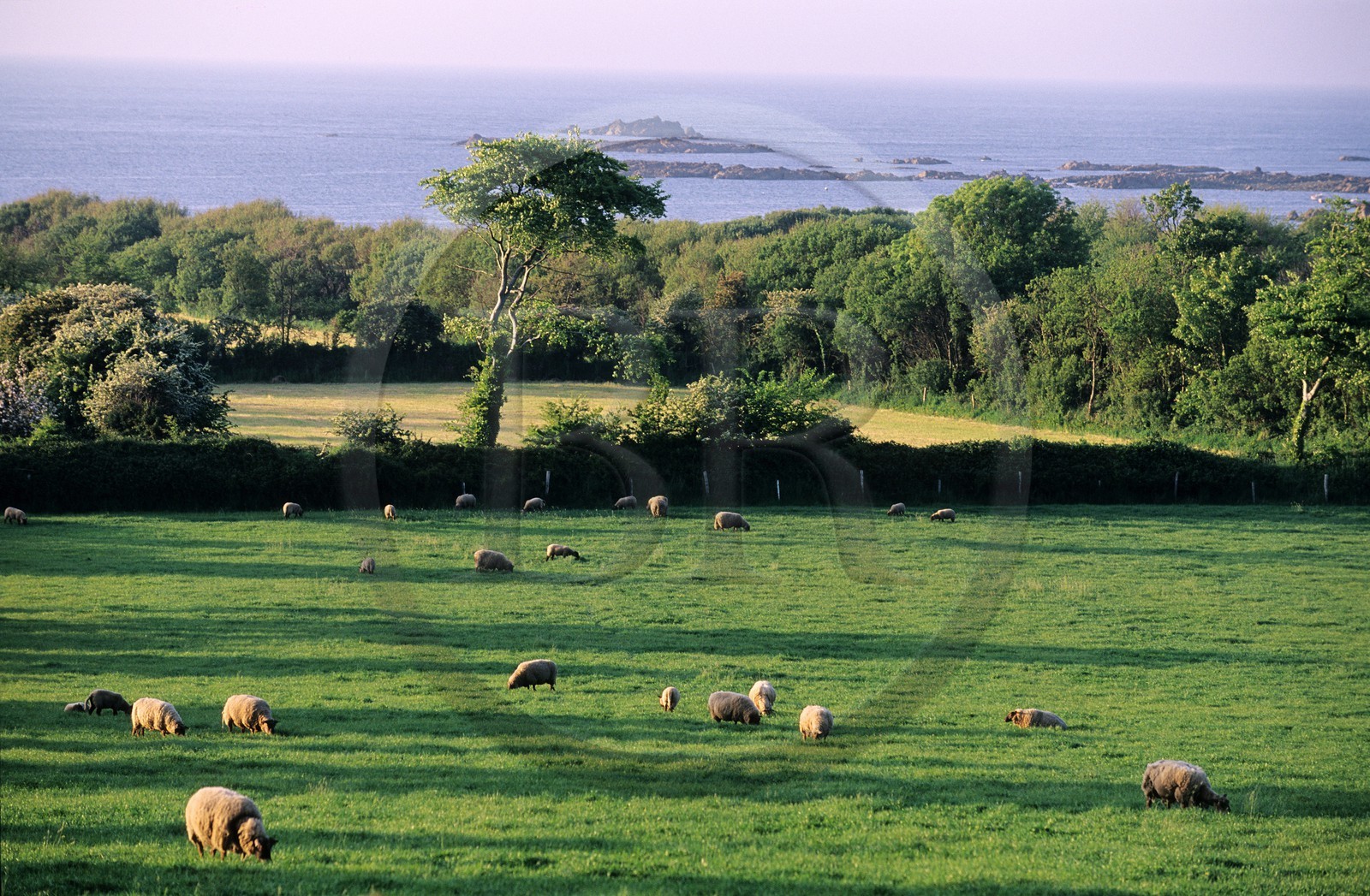 France, Manche (50), Cotentin, région du Cap de La Hague