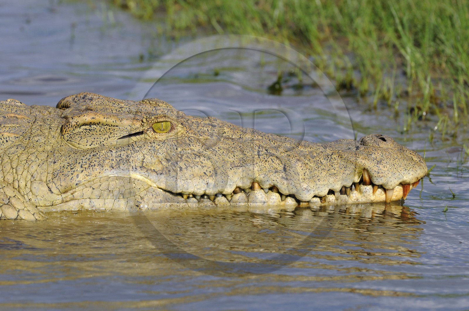 Tanzania, Selous Game Reserve is one of the largest fauna reserves of the world and designated a UNESCO World Heritage Site in 1982, Nile crocodile (Crocodylus niloticus) on the lake Nzerakera from the Rufiji river