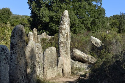 France, Corse du Sud, Sartene, alignement of menhirs of Palaggiu (Pagliaju), erected between 1900 and 1000 B.C., with its 258 menhirs, it is the most important of the mediterranean region