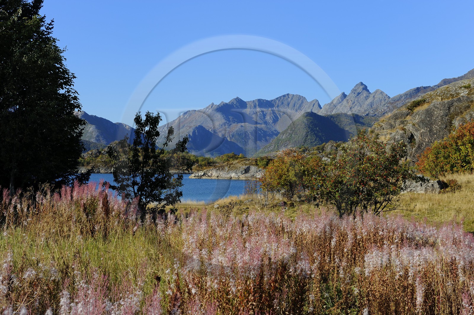 Norvège, Nordland, Iles Lofoten, Kabelvag - Storvagen, paysage champêtre