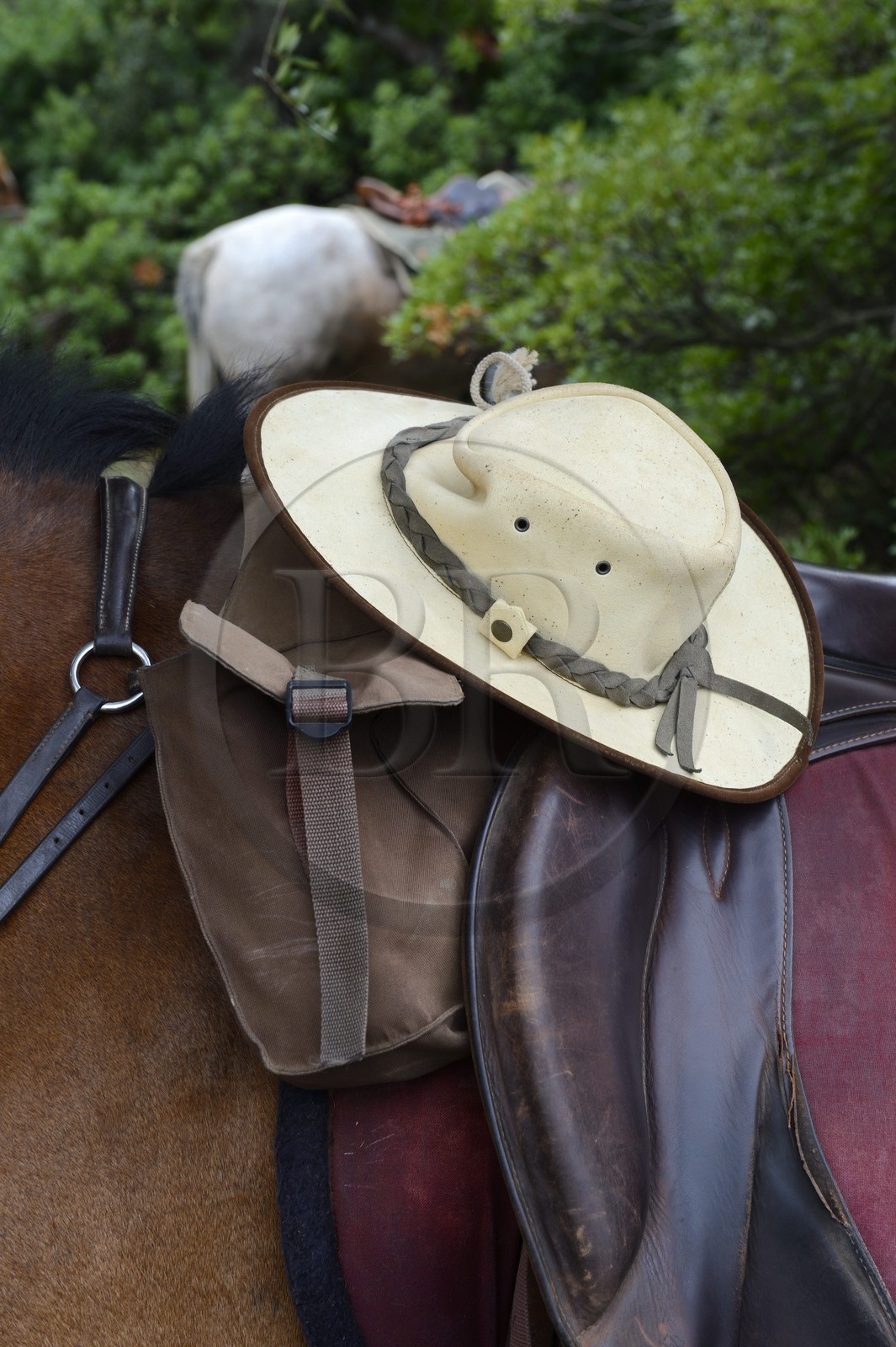 France, Haute Corse, Nebbio, Agriates Desert, horse and saddle