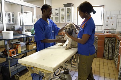 Namibie, Otjiwarongo, Cheetah Conservation Fund, centre de recherche et d'éducation, auscultation d'un jeune chien Berger d'Anatolie aussi connu sous le nom de Kangal dans la clinique vétérinaire par les volontaires Marnety et Sinvula
