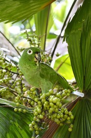 Panama, province de Colon, Portobelo, perroquet vert