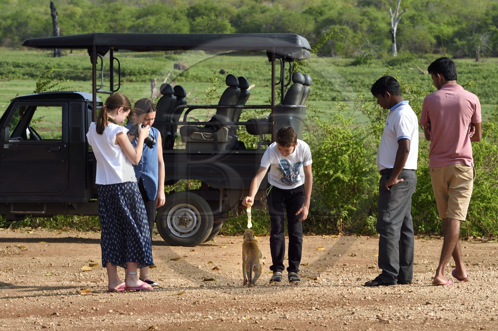 Sri Lanka, province d'Uva, Parc national d'Uda Walawe (Udawalawe National Park), macaque à toque (Macaca sinica)