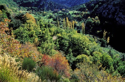 France, Var, vegetation in the heart of the gorges of the Verdon