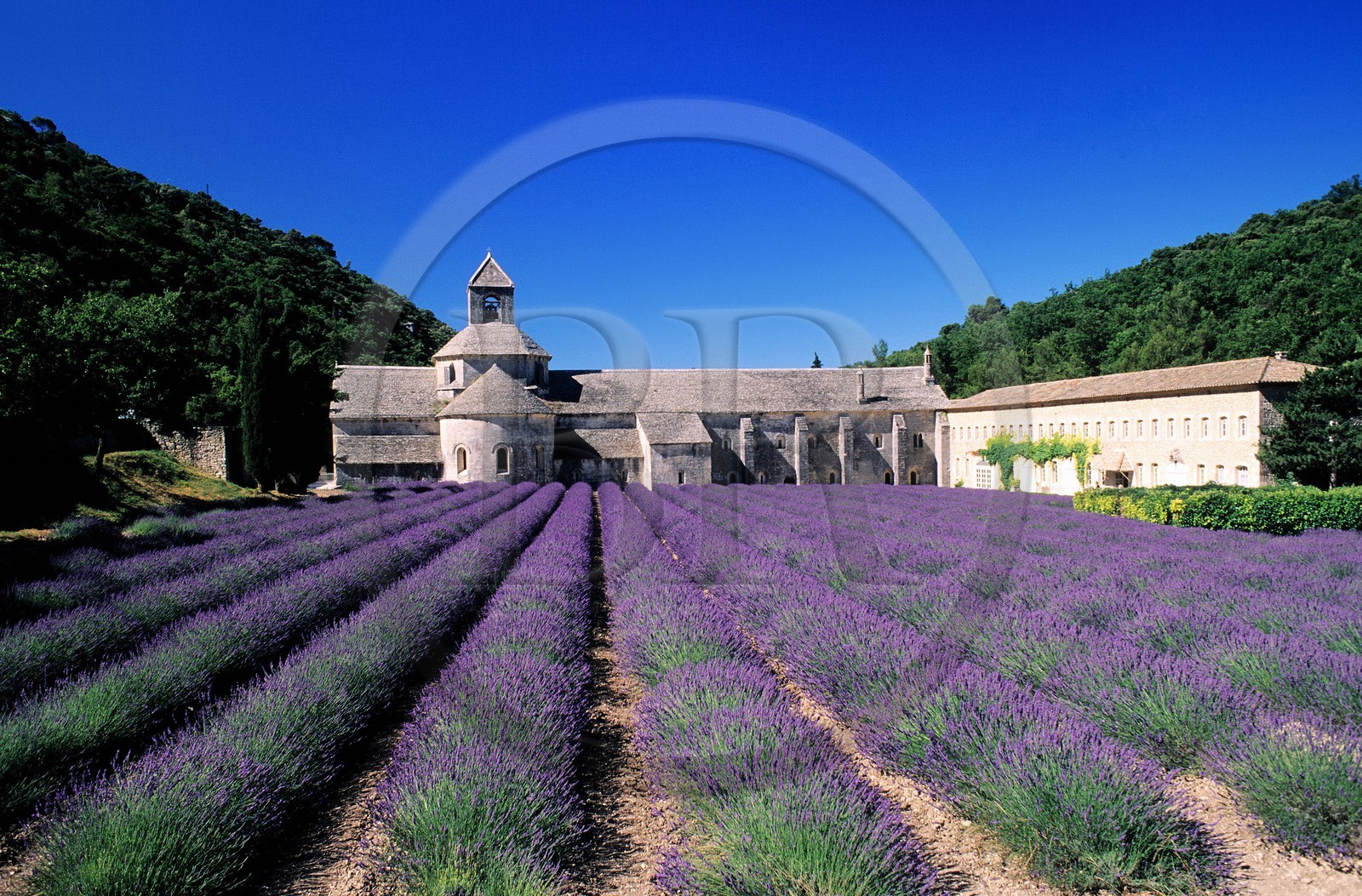 France, Vaucluse (84), Lubéron, commune de Gordes, champ de lavande devant l'abbaye cistercienne Notre-Dame-de-Sénanque du XIIe siècle