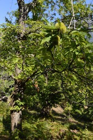 France, Haute-Corse (2B), Castagniccia, Valle d’Orezza, chataignes