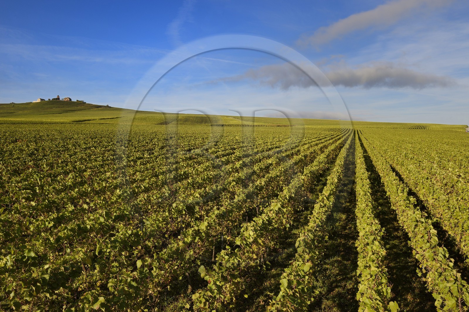 France, Marne (51), parc régional de la Montagne de Reims, Verzenay, vignobles de Champagne