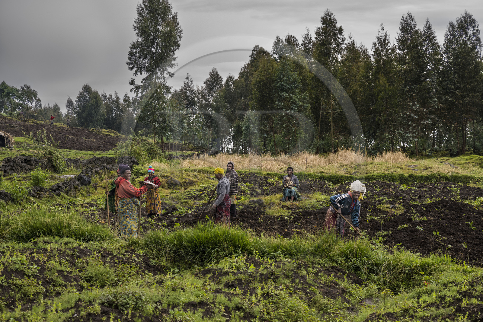 Rwanda, Province du Nord, District de Musanze (Ruhengeri), culture des champs sur les pentes volcaniques du mont Karisimbi dans les montagnes des Virunga en bordure du Parc national des Volcans où vivent les gorilles