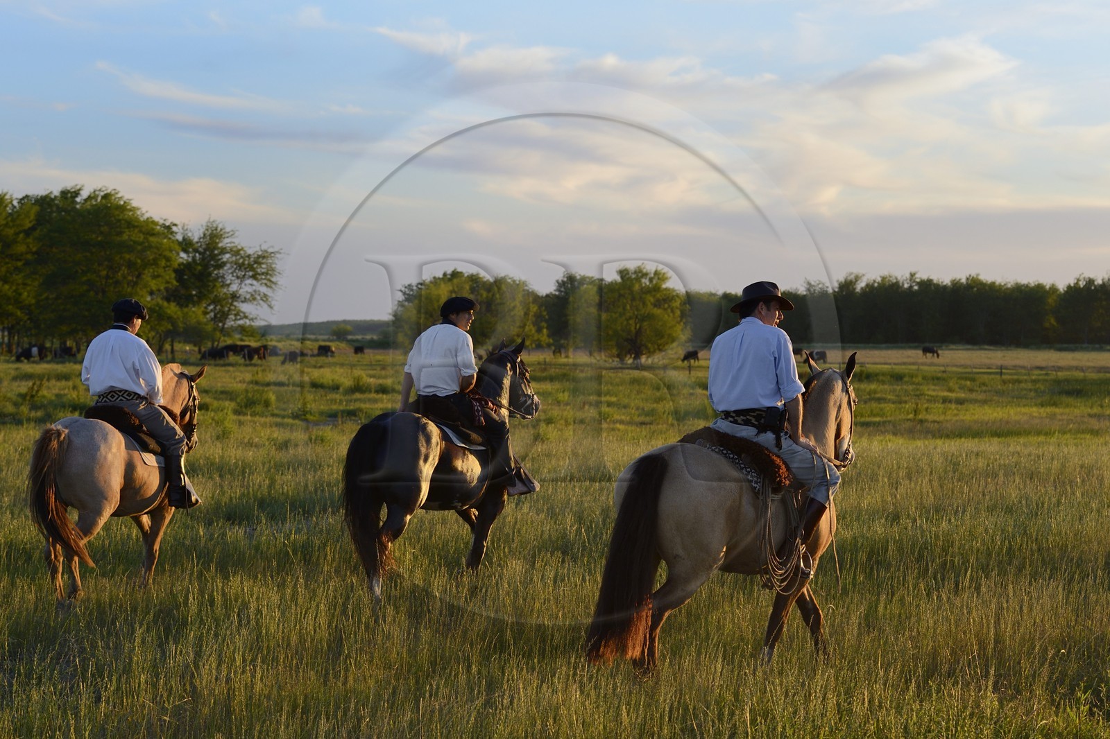 Argentine, province de Buenos Aires, San Antonio de Areco, estancia La Bamba de Areco, gauchos au travail dans la pampa