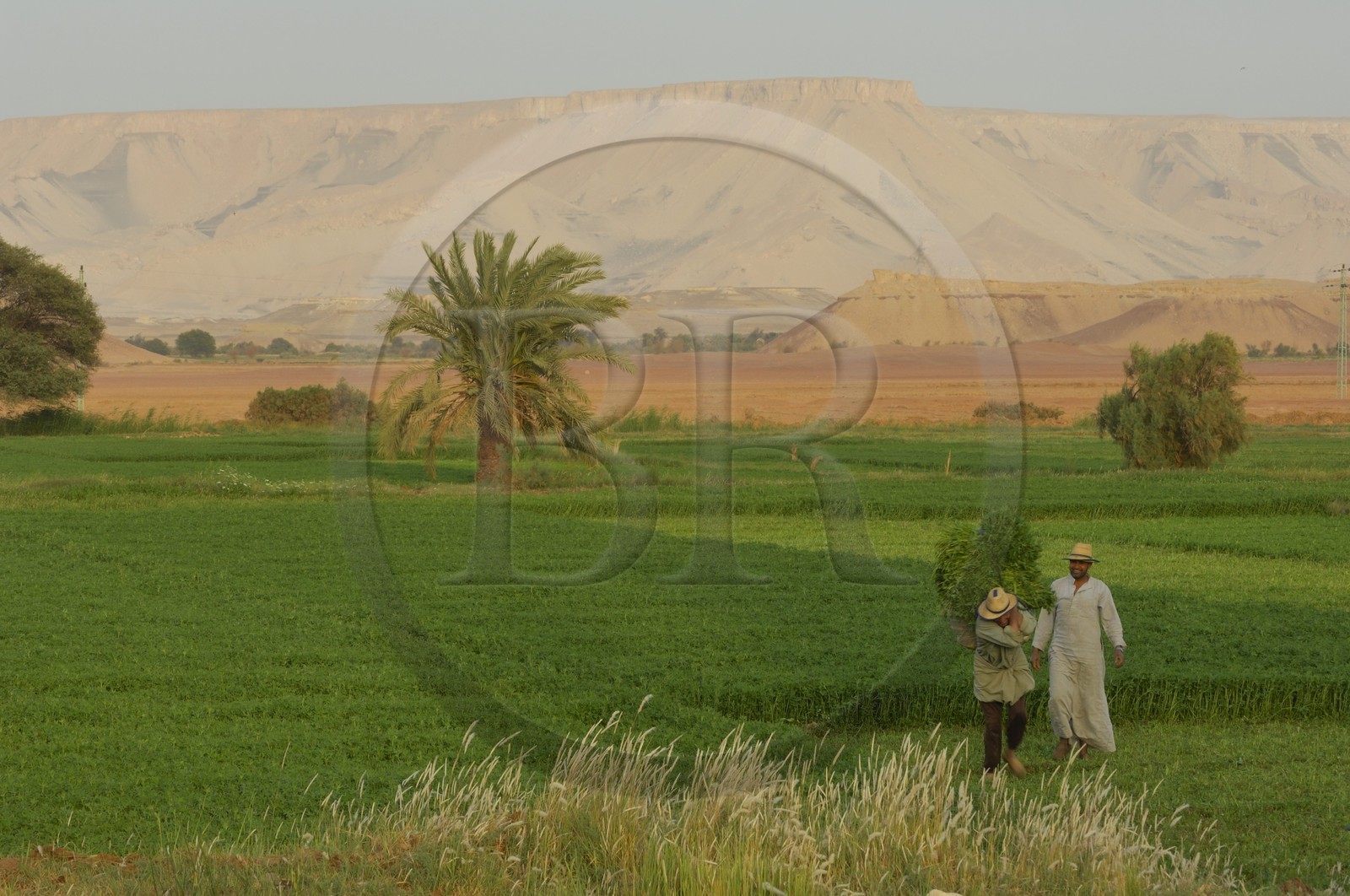Egypt, Libyan Desert, Dakhla Oasis, town of Balat, field work