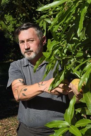 France, Reunion island (French overseas department), Saint-Paul, Laperrière mango orchard at Tour-des-Roches, Ludovic Maufras, creator of La Part des Anges Distillation, harvests mangoes for making his natural eau de vie (brandy)