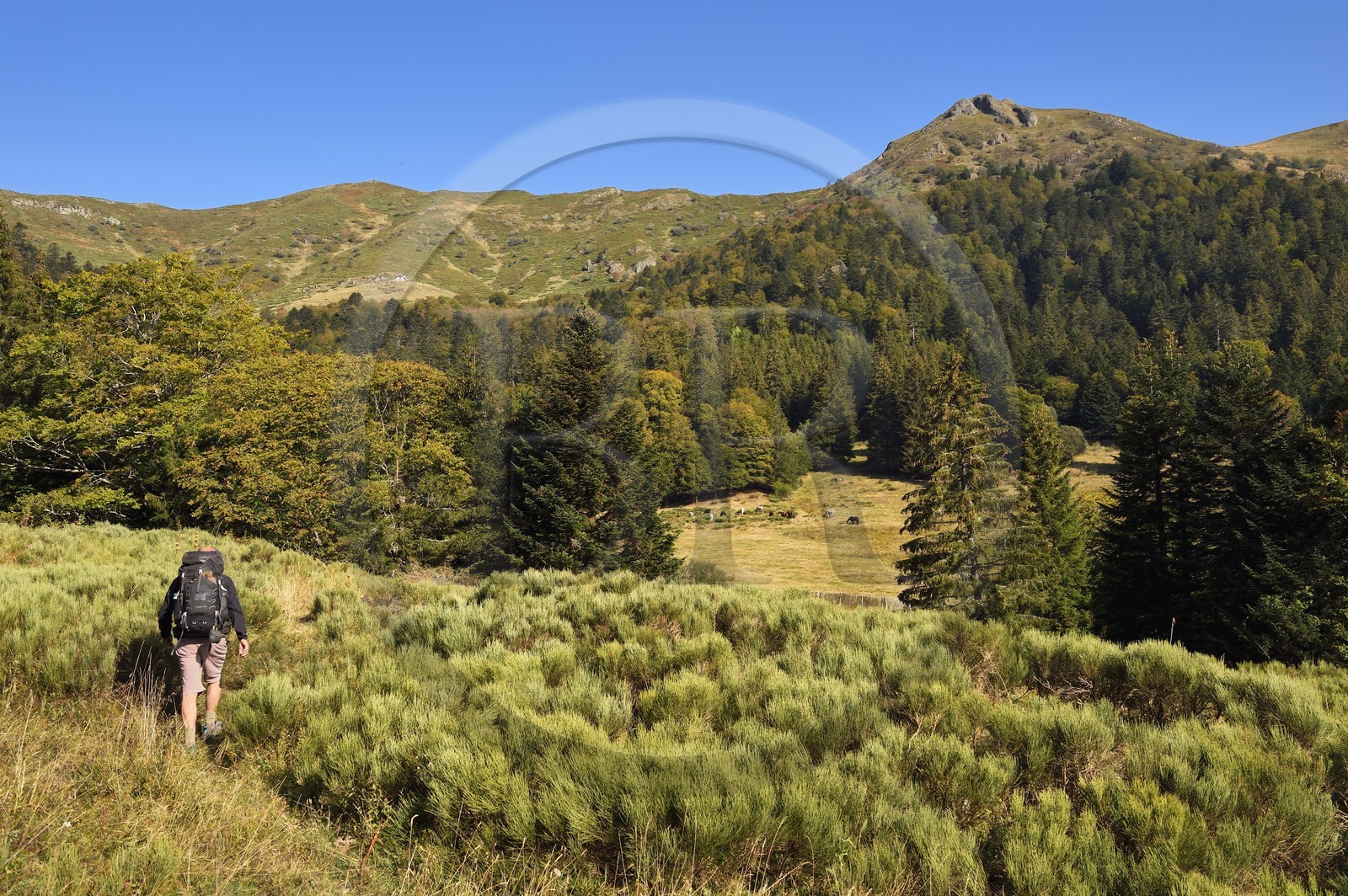France, Cantal (15), Parc Naturel Régional des Volcans d'Auvergne, Le Lioran, randonneur et chevaux en pature dans l'ancien cirque glaciaire de Font d'Alagnon sous la montagne du Téton de Venus