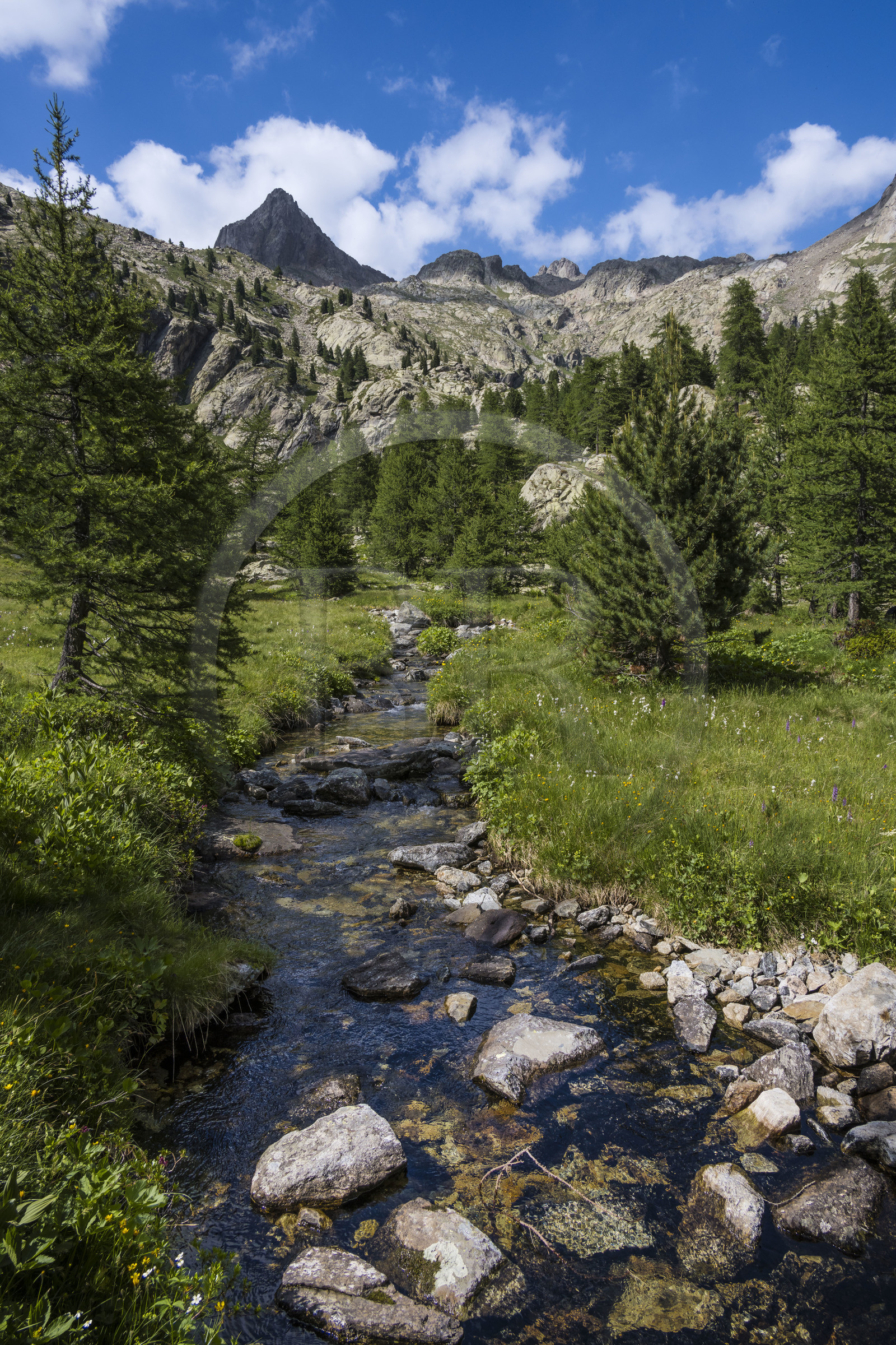France, Alpes-Maritimes (06), parc national du Mercantour, Haute-Vésubie, Saint-Martin-Vésubie, Val du Haut Boréon, rivière en bordure du GR 52 au lac des Sagnes vers le refuge de Cougourde