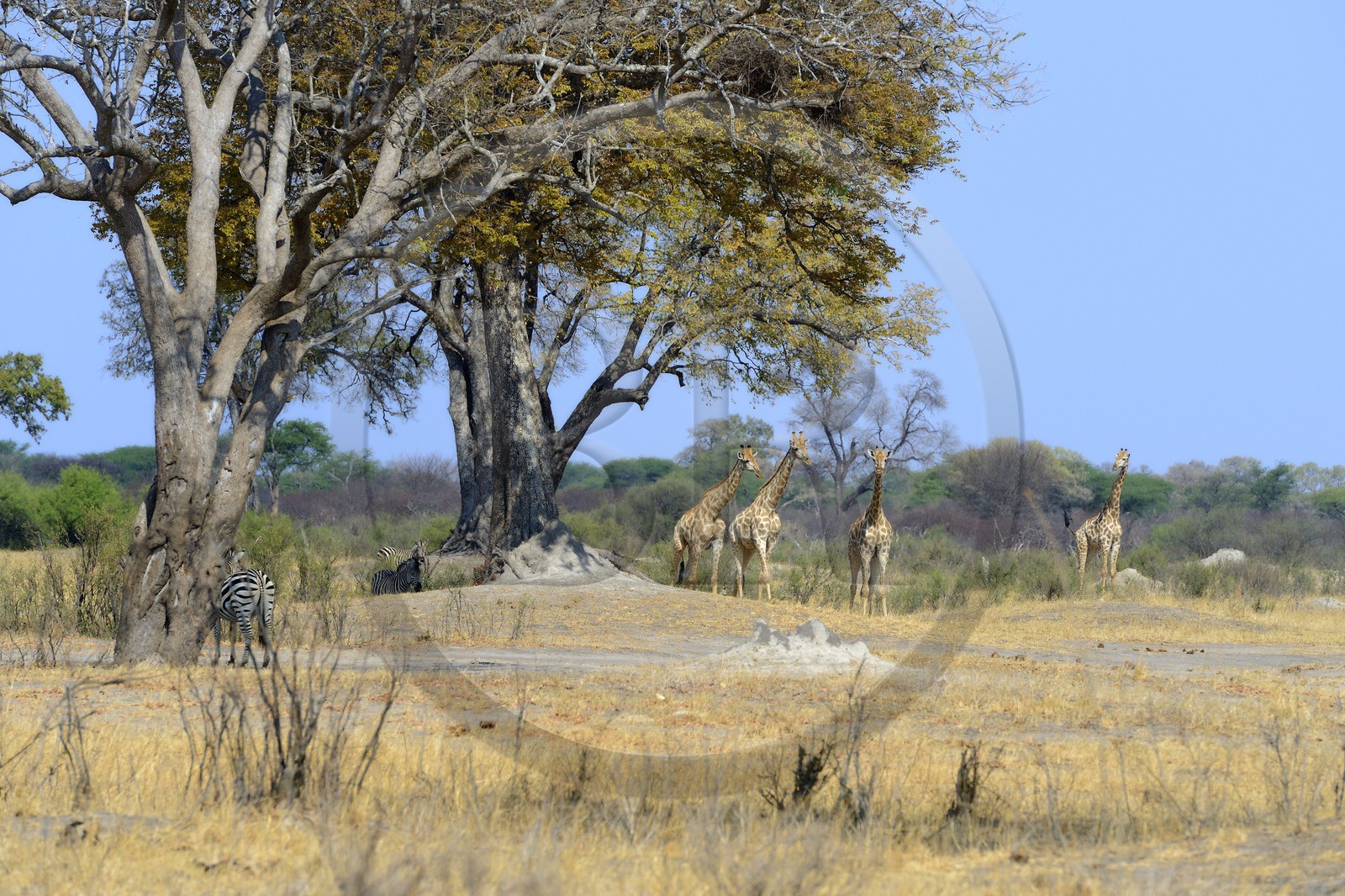 Zimbabwe, province de Matabeleland septentrional, parc national Hwange, groupe de girafes australes (Giraffa camelopardalis)