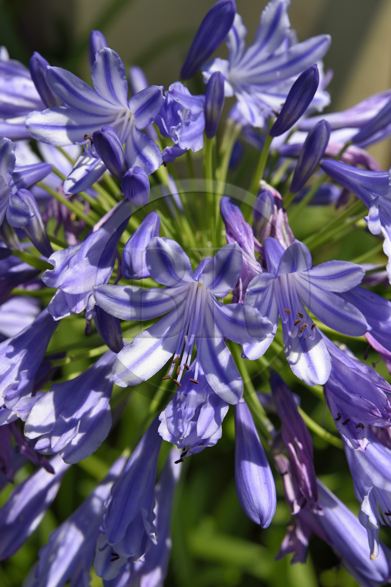 France, Alpes-Maritimes, Menton, Fontana Rosa Garden, agapanthus