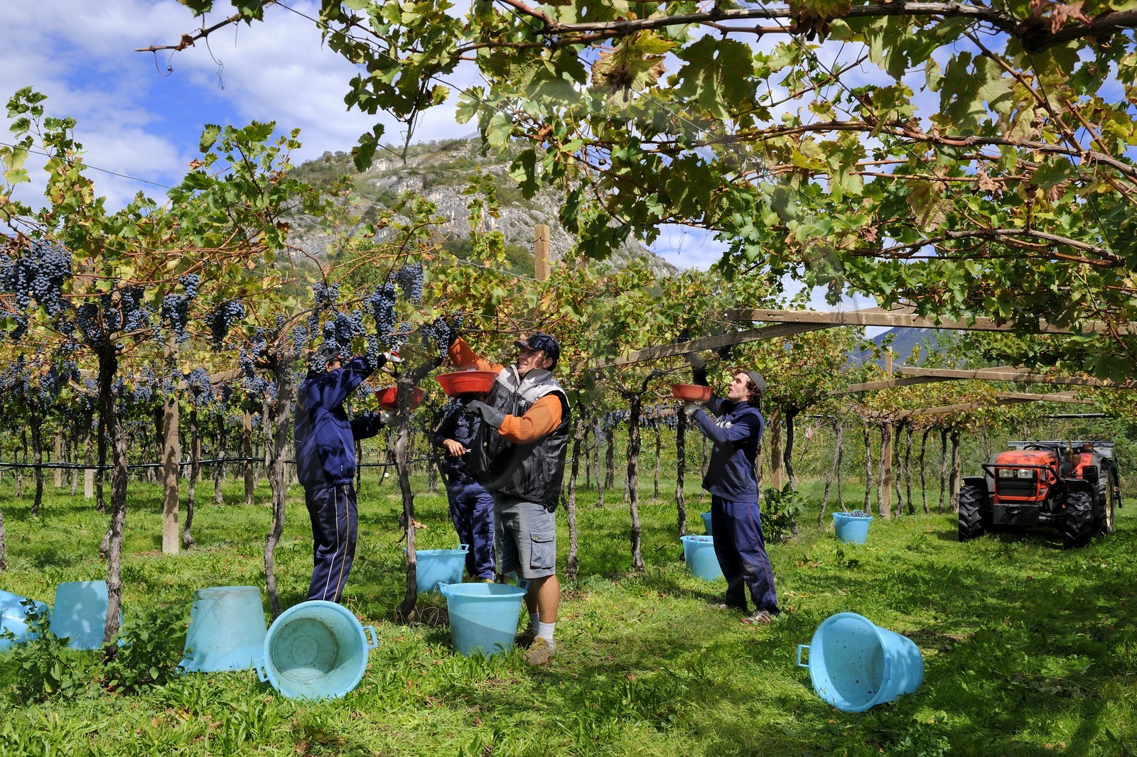 Italie, province de Vérone, Rivoli Veronese, vendanges dans les vignobles
