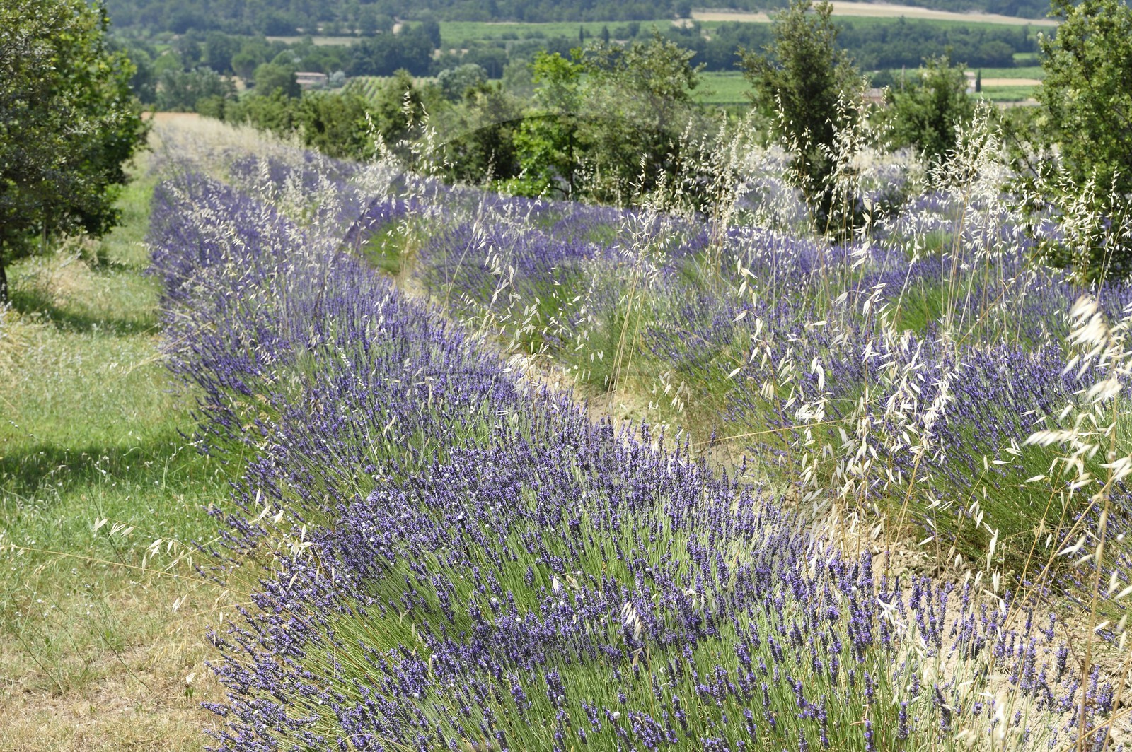 France, Vaucluse, Parc Naturel Regional du Luberon (Natural Regional Park of Luberon), lavender field