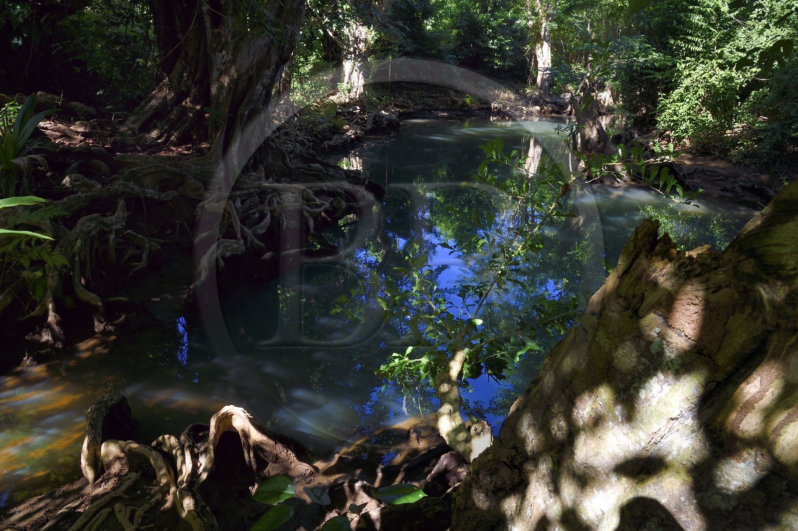 Caribbean, Dominica Island, Portsmouth, the banks of the Indian River, dragon's blood or blood-wood tree (Pterocarpus officinalis)