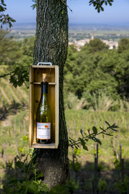 France, Vaucluse (84), Dentelles de Montmirail, le village de Sablet au coeur du vignoble AOC Côtes-du-Rhône, le domaine du Chateau Cohola s'affiche devant ses vignes