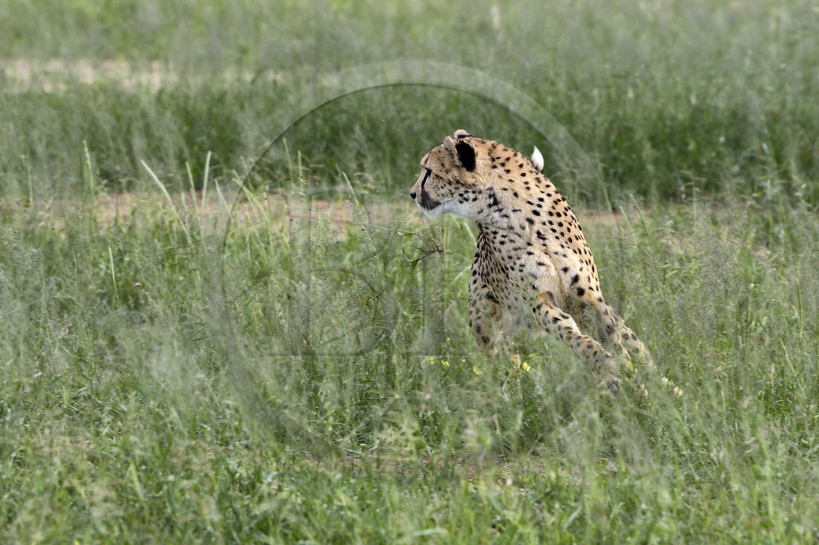 Namibie, Otjiwarongo, Cheetah Conservation Fund, centre de recherche et d'éducation, guépard (Acinonyx jubatus) entrainé à courir pour rester en forme et sain