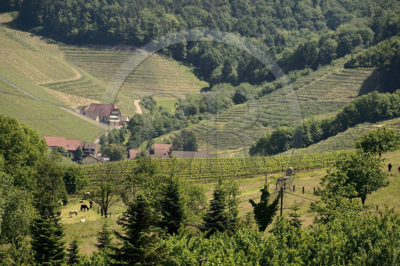 Germany, Baden-Wurttemberg, Durbach vineyard