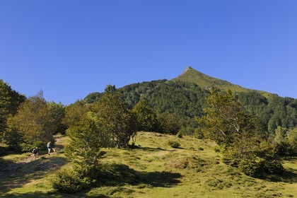 France, Cantal (15), monts du Cantal, Parc Naturel Régional des Volcans d' Auvergne, randonnée du col du Pertus au le Puy de la Poche